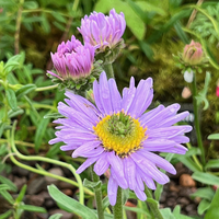 Aster likiangensis